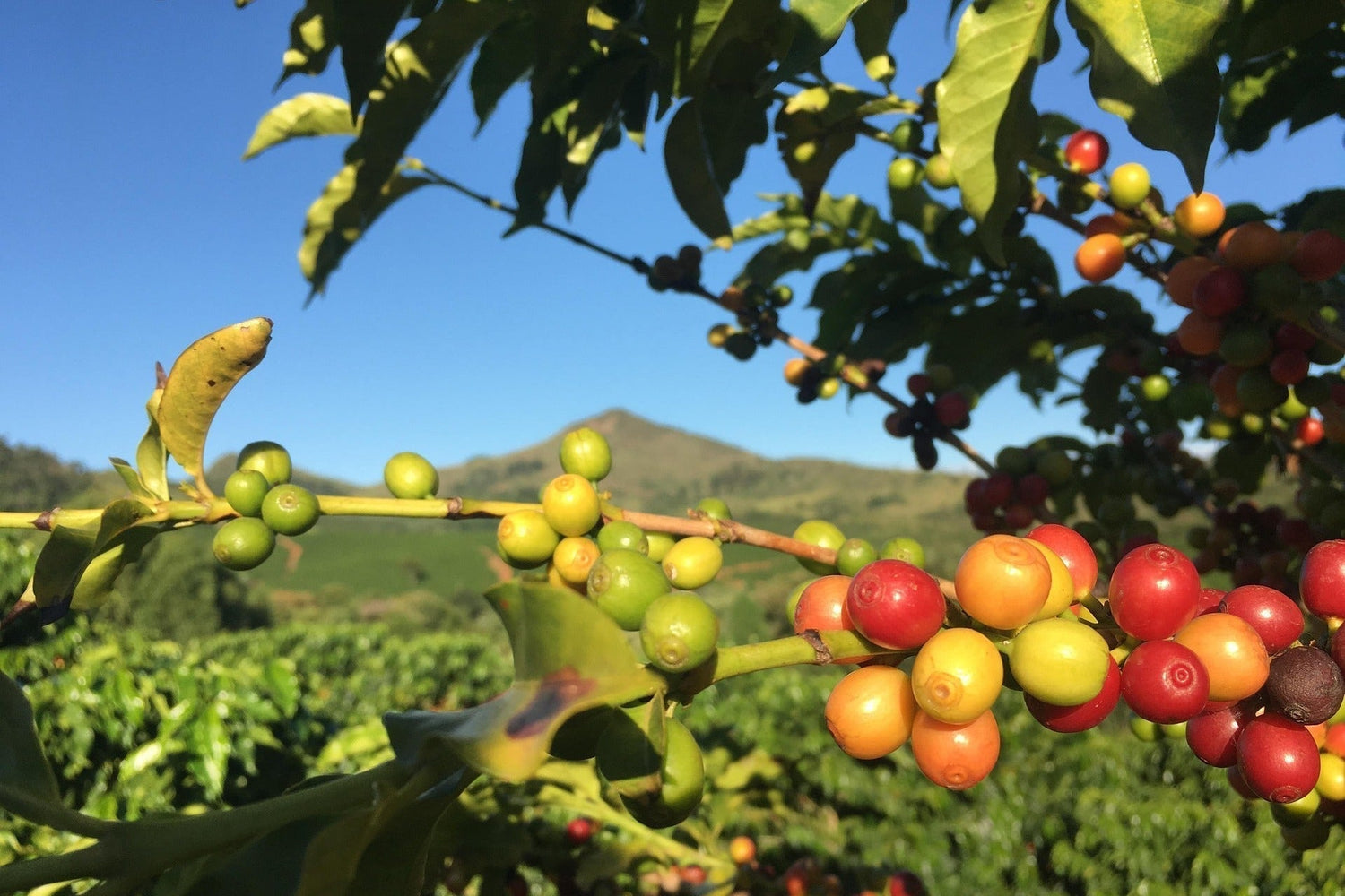 Kaffee aus Brasilien