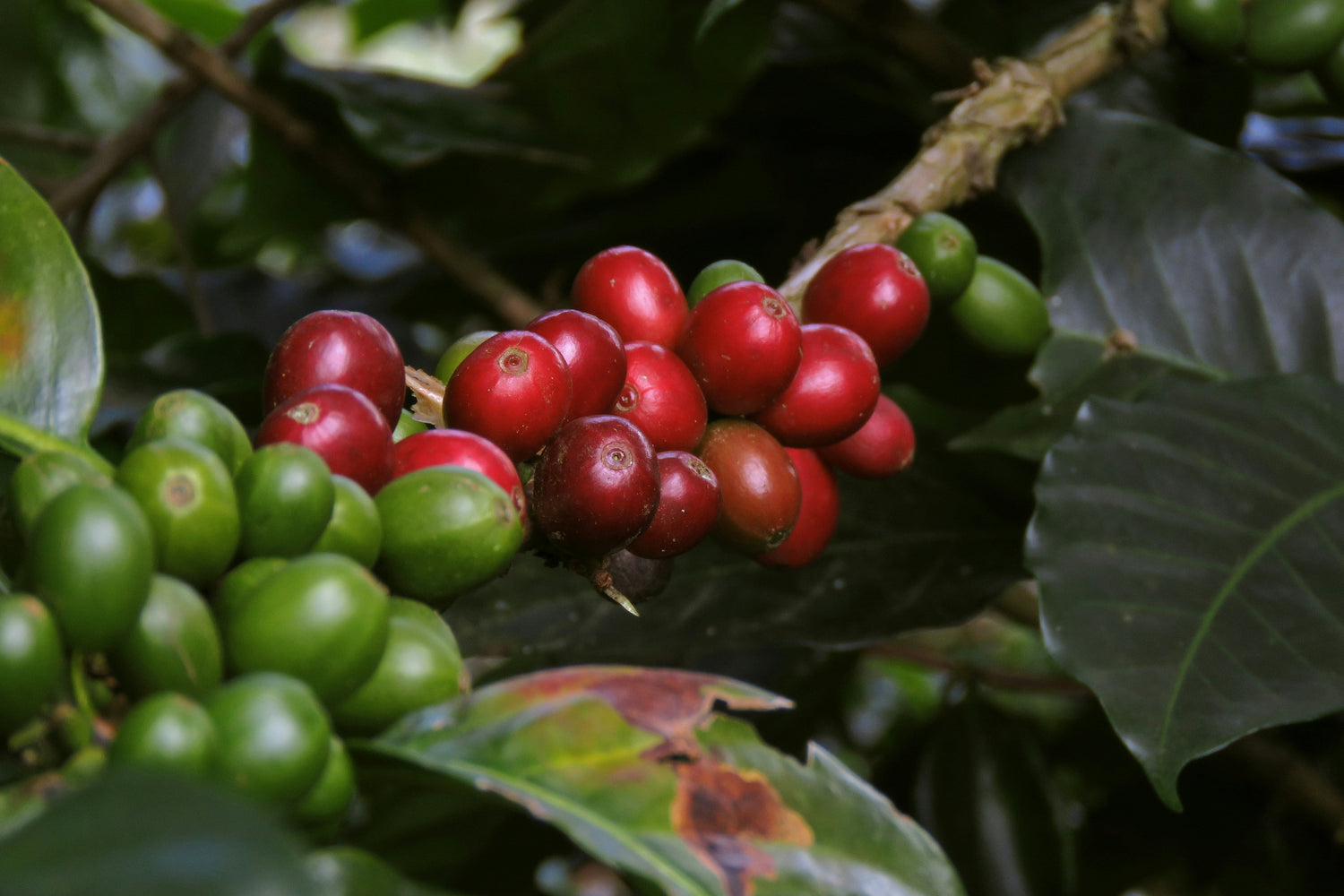 Die Kaffeepflanze Coffea