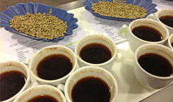 Kaffee-Cupping